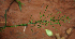  ( - BioBot02294)  @11 [ ] CreativeCommons - Attribution Non-Commercial Share-Alike (2010) Daniel H. Janzen Guanacaste Dry Forest Conservation Fund