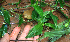  ( - BioBot02294)  @11 [ ] CreativeCommons - Attribution Non-Commercial Share-Alike (2010) Daniel H. Janzen Guanacaste Dry Forest Conservation Fund
