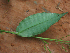  ( - BioBot02294)  @11 [ ] CreativeCommons - Attribution Non-Commercial Share-Alike (2010) Daniel H. Janzen Guanacaste Dry Forest Conservation Fund