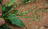  ( - BioBot02294)  @11 [ ] CreativeCommons - Attribution Non-Commercial Share-Alike (2010) Daniel H. Janzen Guanacaste Dry Forest Conservation Fund