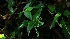  ( - BioBot02295)  @11 [ ] CreativeCommons - Attribution Non-Commercial Share-Alike (2010) Daniel H. Janzen Guanacaste Dry Forest Conservation Fund