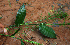  ( - BioBot02295)  @11 [ ] CreativeCommons - Attribution Non-Commercial Share-Alike (2010) Daniel H. Janzen Guanacaste Dry Forest Conservation Fund