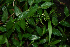  ( - BioBot02296)  @11 [ ] CreativeCommons - Attribution Non-Commercial Share-Alike (2010) Daniel H. Janzen Guanacaste Dry Forest Conservation Fund