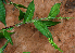  ( - BioBot02296)  @11 [ ] CreativeCommons - Attribution Non-Commercial Share-Alike (2010) Daniel H. Janzen Guanacaste Dry Forest Conservation Fund