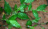 ( - BioBot02296)  @11 [ ] CreativeCommons - Attribution Non-Commercial Share-Alike (2010) Daniel H. Janzen Guanacaste Dry Forest Conservation Fund