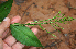  ( - BioBot02296)  @11 [ ] CreativeCommons - Attribution Non-Commercial Share-Alike (2010) Daniel H. Janzen Guanacaste Dry Forest Conservation Fund