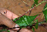  ( - BioBot02296)  @11 [ ] CreativeCommons - Attribution Non-Commercial Share-Alike (2010) Daniel H. Janzen Guanacaste Dry Forest Conservation Fund