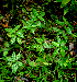  ( - BioBot02299)  @11 [ ] CreativeCommons - Attribution Non-Commercial Share-Alike (2010) Daniel H. Janzen Guanacaste Dry Forest Conservation Fund