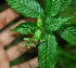  (Psychotria pittieri - BioBot02299)  @11 [ ] CreativeCommons - Attribution Non-Commercial Share-Alike (2010) Daniel H. Janzen Guanacaste Dry Forest Conservation Fund