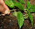  ( - BioBot02299)  @11 [ ] CreativeCommons - Attribution Non-Commercial Share-Alike (2010) Daniel H. Janzen Guanacaste Dry Forest Conservation Fund