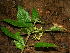  ( - BioBot02300)  @11 [ ] CreativeCommons - Attribution Non-Commercial Share-Alike (2010) Daniel H. Janzen Guanacaste Dry Forest Conservation Fund