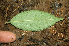  ( - BioBot02300)  @11 [ ] CreativeCommons - Attribution Non-Commercial Share-Alike (2010) Daniel H. Janzen Guanacaste Dry Forest Conservation Fund