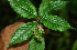  ( - BioBot02301)  @11 [ ] CreativeCommons - Attribution Non-Commercial Share-Alike (2010) Daniel H. Janzen Guanacaste Dry Forest Conservation Fund