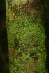  ( - BioBot02313)  @11 [ ] CreativeCommons - Attribution Non-Commercial Share-Alike (2010) Daniel H. Janzen Guanacaste Dry Forest Conservation Fund