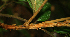  ( - BioBot02313)  @11 [ ] CreativeCommons - Attribution Non-Commercial Share-Alike (2010) Daniel H. Janzen Guanacaste Dry Forest Conservation Fund