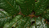  ( - BioBot02313)  @11 [ ] CreativeCommons - Attribution Non-Commercial Share-Alike (2010) Daniel H. Janzen Guanacaste Dry Forest Conservation Fund