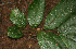  ( - BioBot02313)  @11 [ ] CreativeCommons - Attribution Non-Commercial Share-Alike (2010) Daniel H. Janzen Guanacaste Dry Forest Conservation Fund