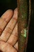  ( - BioBot02314)  @11 [ ] CreativeCommons - Attribution Non-Commercial Share-Alike (2010) Daniel H. Janzen Guanacaste Dry Forest Conservation Fund