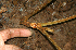  ( - BioBot02314)  @11 [ ] CreativeCommons - Attribution Non-Commercial Share-Alike (2010) Daniel H. Janzen Guanacaste Dry Forest Conservation Fund