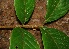  ( - BioBot02314)  @11 [ ] CreativeCommons - Attribution Non-Commercial Share-Alike (2010) Daniel H. Janzen Guanacaste Dry Forest Conservation Fund