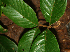  ( - BioBot02314)  @11 [ ] CreativeCommons - Attribution Non-Commercial Share-Alike (2010) Daniel H. Janzen Guanacaste Dry Forest Conservation Fund