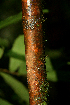  ( - BioBot02315)  @11 [ ] CreativeCommons - Attribution Non-Commercial Share-Alike (2010) Daniel H. Janzen Guanacaste Dry Forest Conservation Fund