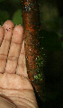  ( - BioBot02315)  @11 [ ] CreativeCommons - Attribution Non-Commercial Share-Alike (2010) Daniel H. Janzen Guanacaste Dry Forest Conservation Fund