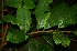  ( - BioBot02315)  @11 [ ] CreativeCommons - Attribution Non-Commercial Share-Alike (2010) Daniel H. Janzen Guanacaste Dry Forest Conservation Fund