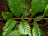  ( - BioBot02315)  @11 [ ] CreativeCommons - Attribution Non-Commercial Share-Alike (2010) Daniel H. Janzen Guanacaste Dry Forest Conservation Fund