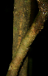  ( - BioBot02316)  @11 [ ] CreativeCommons - Attribution Non-Commercial Share-Alike (2010) Daniel H. Janzen Guanacaste Dry Forest Conservation Fund