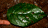  ( - BioBot02316)  @11 [ ] CreativeCommons - Attribution Non-Commercial Share-Alike (2010) Daniel H. Janzen Guanacaste Dry Forest Conservation Fund