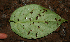  ( - BioBot02316)  @11 [ ] CreativeCommons - Attribution Non-Commercial Share-Alike (2010) Daniel H. Janzen Guanacaste Dry Forest Conservation Fund