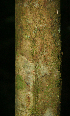  ( - BioBot02318)  @11 [ ] CreativeCommons - Attribution Non-Commercial Share-Alike (2010) Daniel H. Janzen Guanacaste Dry Forest Conservation Fund