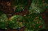  ( - BioBot02318)  @11 [ ] CreativeCommons - Attribution Non-Commercial Share-Alike (2010) Daniel H. Janzen Guanacaste Dry Forest Conservation Fund