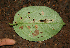  ( - BioBot02318)  @11 [ ] CreativeCommons - Attribution Non-Commercial Share-Alike (2010) Daniel H. Janzen Guanacaste Dry Forest Conservation Fund