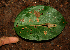  ( - BioBot02318)  @11 [ ] CreativeCommons - Attribution Non-Commercial Share-Alike (2010) Daniel H. Janzen Guanacaste Dry Forest Conservation Fund