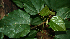  ( - BioBot02320)  @11 [ ] CreativeCommons - Attribution Non-Commercial Share-Alike (2010) Daniel H. Janzen Guanacaste Dry Forest Conservation Fund