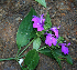  (Justicia carthaginensis - BioBot02326)  @13 [ ] CreativeCommons - Attribution Non-Commercial Share-Alike (2010) Daniel H. Janzen Guanacaste Dry Forest Conservation Fund