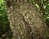  (Krugiodendron - BioBot02333)  @11 [ ] CreativeCommons - Attribution Non-Commercial Share-Alike (2010) Daniel H. Janzen Guanacaste Dry Forest Conservation Fund