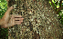 ( - BioBot02333)  @11 [ ] CreativeCommons - Attribution Non-Commercial Share-Alike (2010) Daniel H. Janzen Guanacaste Dry Forest Conservation Fund