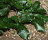  ( - BioBot02333)  @11 [ ] CreativeCommons - Attribution Non-Commercial Share-Alike (2010) Daniel H. Janzen Guanacaste Dry Forest Conservation Fund