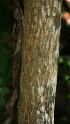  ( - BioBot02334)  @11 [ ] CreativeCommons - Attribution Non-Commercial Share-Alike (2010) Daniel H. Janzen Guanacaste Dry Forest Conservation Fund
