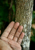  ( - BioBot02334)  @11 [ ] CreativeCommons - Attribution Non-Commercial Share-Alike (2010) Daniel H. Janzen Guanacaste Dry Forest Conservation Fund