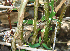  ( - BioBot02336)  @11 [ ] CreativeCommons - Attribution Non-Commercial Share-Alike (2010) Daniel H. Janzen Guanacaste Dry Forest Conservation Fund