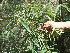  ( - BioBot02337)  @11 [ ] CreativeCommons - Attribution Non-Commercial Share-Alike (2010) Daniel H. Janzen Guanacaste Dry Forest Conservation Fund