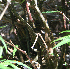  ( - BioBot02337)  @11 [ ] CreativeCommons - Attribution Non-Commercial Share-Alike (2010) Daniel H. Janzen Guanacaste Dry Forest Conservation Fund