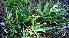 ( - BioBot02337)  @11 [ ] CreativeCommons - Attribution Non-Commercial Share-Alike (2010) Daniel H. Janzen Guanacaste Dry Forest Conservation Fund