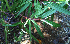  ( - BioBot02337)  @11 [ ] CreativeCommons - Attribution Non-Commercial Share-Alike (2010) Daniel H. Janzen Guanacaste Dry Forest Conservation Fund
