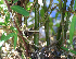  ( - BioBot02338)  @11 [ ] CreativeCommons - Attribution Non-Commercial Share-Alike (2010) Daniel H. Janzen Guanacaste Dry Forest Conservation Fund