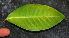  ( - BioBot02351)  @11 [ ] CreativeCommons - Attribution Non-Commercial Share-Alike (2010) Daniel H. Janzen Guanacaste Dry Forest Conservation Fund